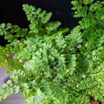 Adiantum x tracyi (Maidenhair Fern) - Maidenhair Fern Adiantum x tracyi (Maidenhair Fern) - Maidenhair Fern