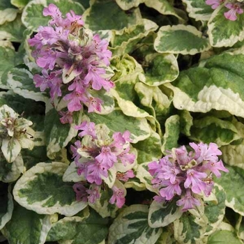 Ajuga reptans 'Pink Lightning' (Bugleweed) - Pink Lightning Bugleweed Ajuga reptans 'Pink Lightning' (Bugleweed) - Pink Lightning Bugleweed