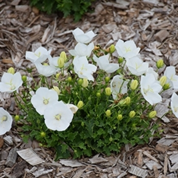Campanula carpatica 'Pearl White' (Carpathian Bellflower) - Pearl White Carpathian Bellflower Campanula carpatica 'Pearl White' (Carpathian Bellflower) - Pearl White Carpathian Bellflower