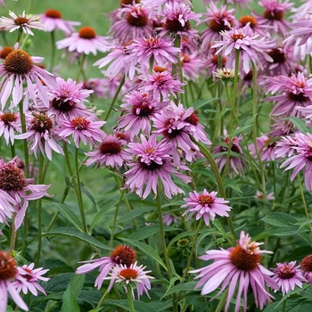 Echinacea 'Double Decker' (Coneflower) - Double Decker Coneflower Echinacea 'Double Decker' (Coneflower) - Double Decker Coneflower