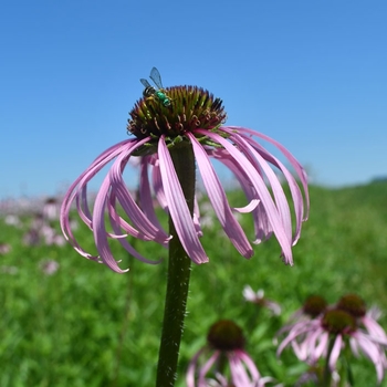 Echinacea pallida - Pale Purple Coneflower Echinacea pallida - Pale Purple Coneflower