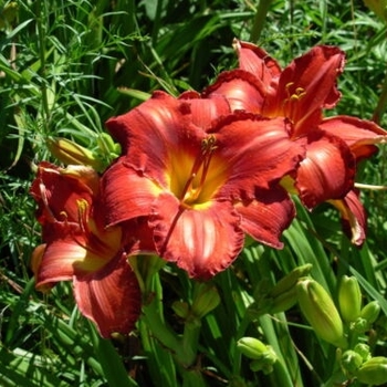 Hemerocallis - 'Diva's Choice' Daylily Hemerocallis - 'Diva's Choice' Daylily