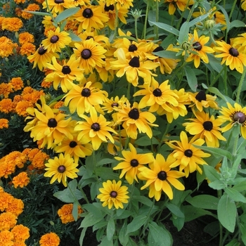 Rudbeckia hirta 'Goldilocks' (Black-Eyed Susan) - Goldilocks Black-Eyed Susan Rudbeckia hirta 'Goldilocks' (Black-Eyed Susan) - Goldilocks Black-Eyed Susan