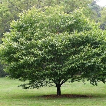 Carpinus caroliniana - Wisconsin Red™ Musclewood Carpinus caroliniana - Wisconsin Red™ Musclewood