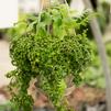 Insect Control for Houseplants: Working with Nature, Not Against It