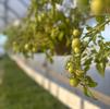 The Fruits of Your Labor