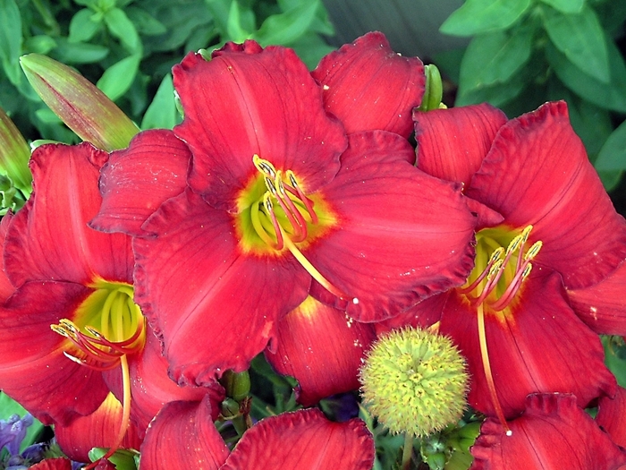 'Chicago Apache' Daylily - Hemerocallis from Milmont Greenhouses