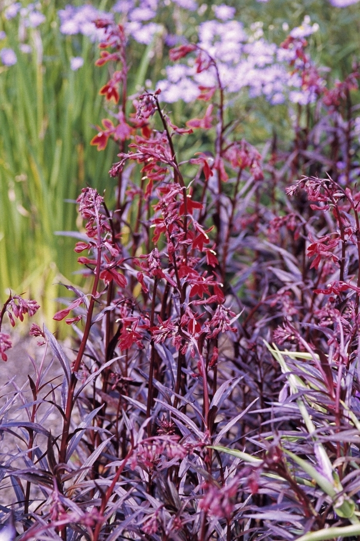 'Queen Victoria' - Lobelia fulgens from Milmont Greenhouses