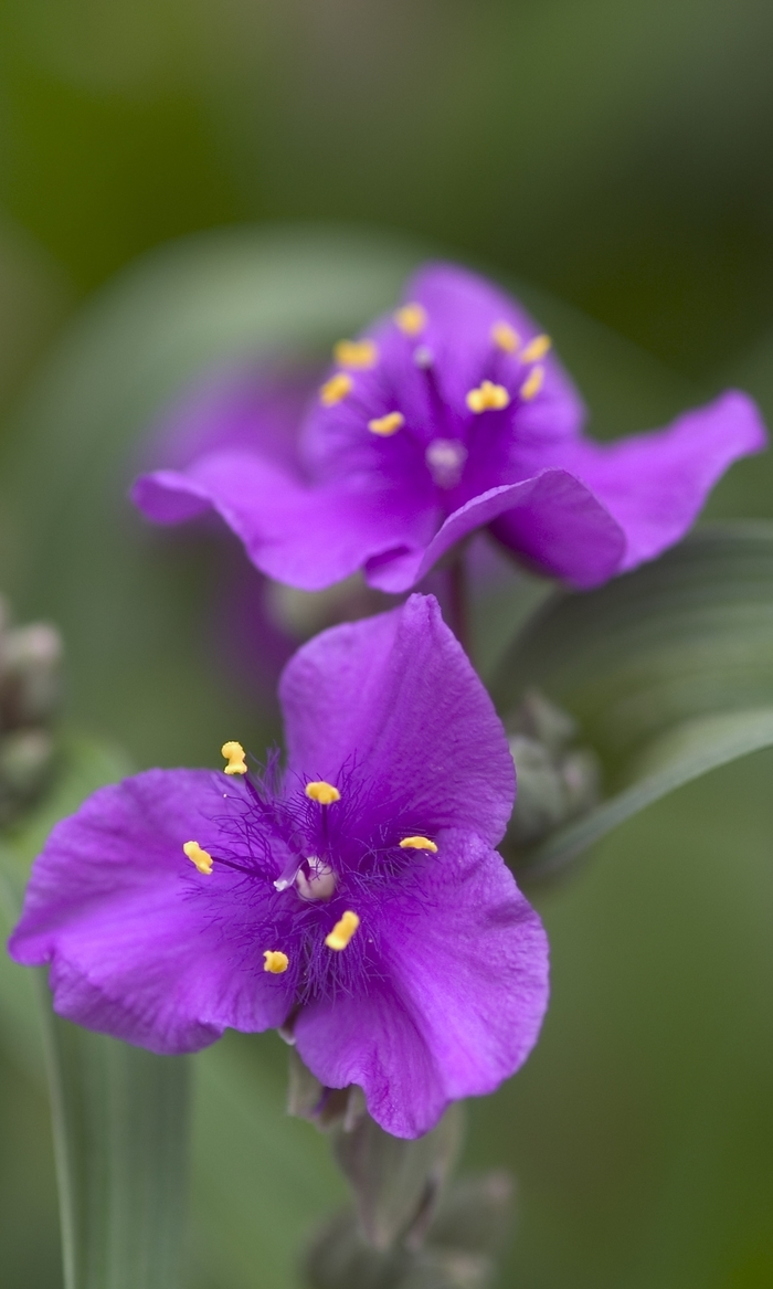 'Concord Grape' Spiderwort - Tradescantia from Milmont Greenhouses