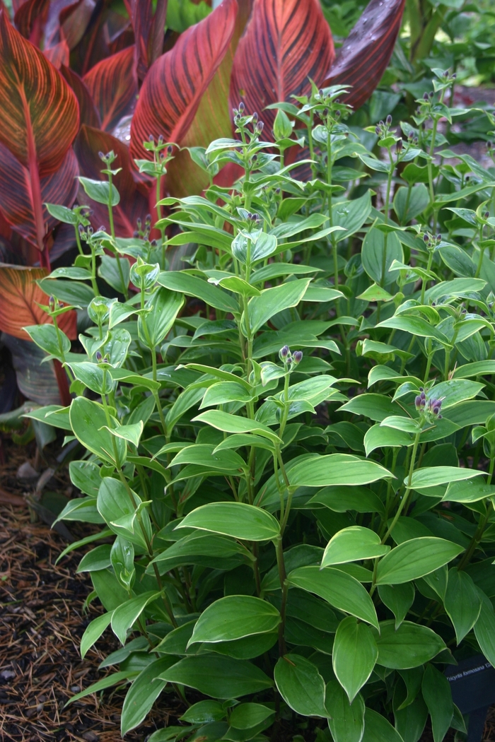 'Gilt Edge' Toad Lily - Tricyrtis formosana from Milmont Greenhouses