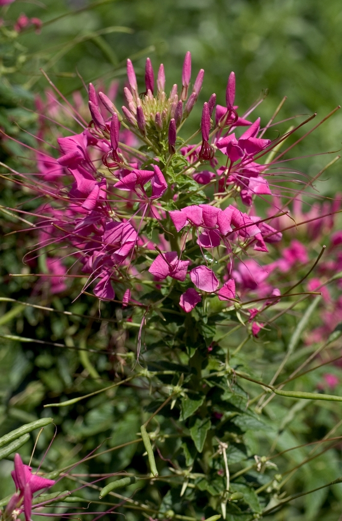 Sparkler&trade; 'Rose' - Cleome hassleriana (Spider Flower) from Milmont Greenhouses