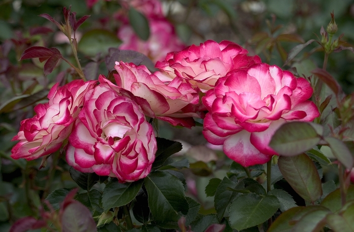 'Chicago Peace' Rose - Rosa from Milmont Greenhouses