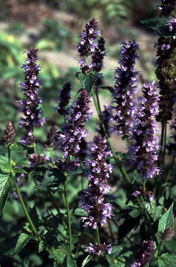 'Black Adder' - Agastache (Hummingbird Mint) from Milmont Greenhouses