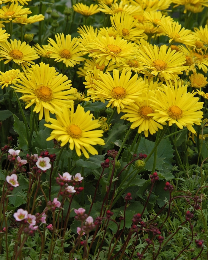 'Little Leo' Leopard's Bane - Doronicum from Milmont Greenhouses