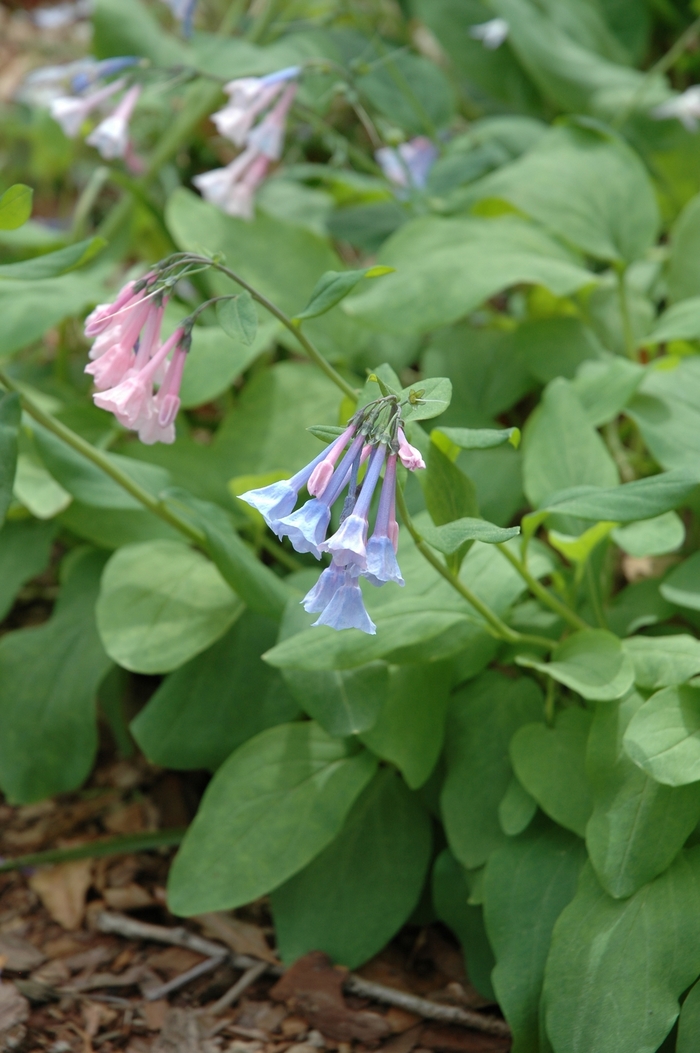 Virginia bluebell - Mertensia virginica from Milmont Greenhouses
