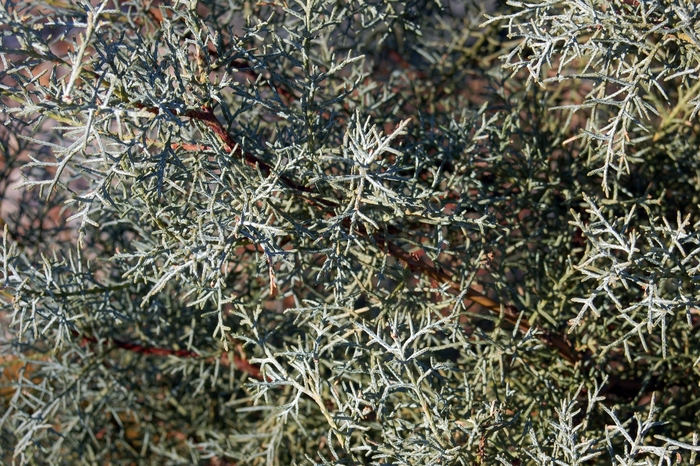 'Blue Ice' Blue Ice Cypress - Cupressus arizonica from Milmont Greenhouses