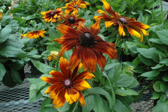 'Autumn Colors' Black-eyed Susan - Rudbeckia hirta from Milmont Greenhouses