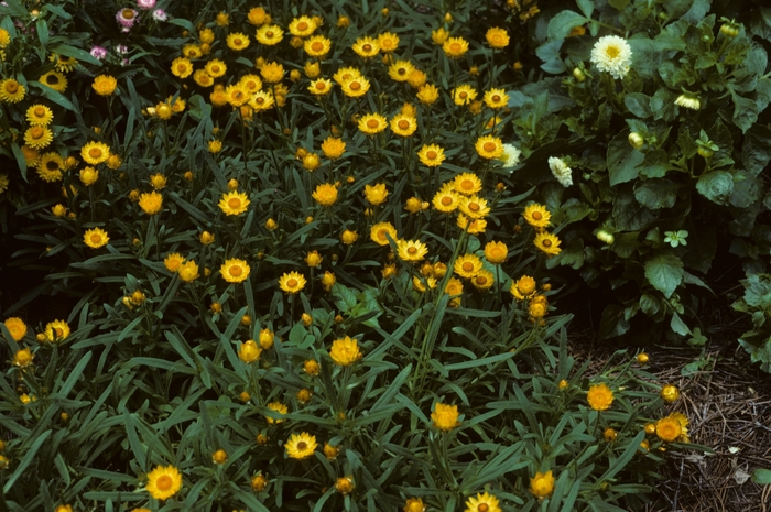 Sundaze&reg; ''Golden Beauty'' - Bracteantha bracteata (Strawflower) from Milmont Greenhouses