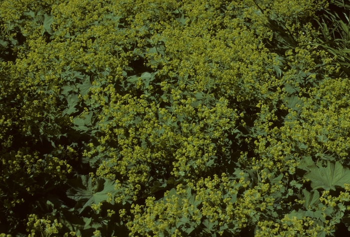 'Thriller' Lady's Mantle - Alchemilla mollis from Milmont Greenhouses