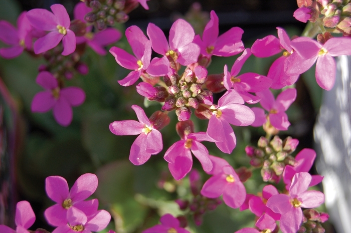 'Spring Charm' Rock Cress - Arabis blepharophylla from Milmont Greenhouses