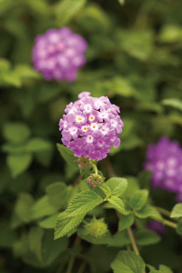 Luscious&reg; 'Grape' - Lantana camara from Milmont Greenhouses