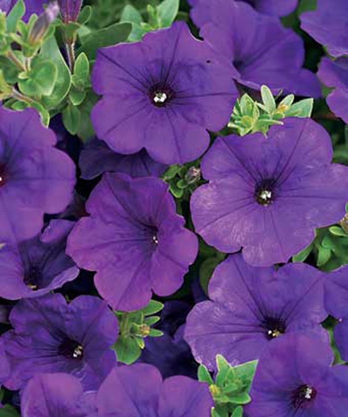 Supertunia&reg; ''Royal Velvet&reg;'' - Petunia from Milmont Greenhouses