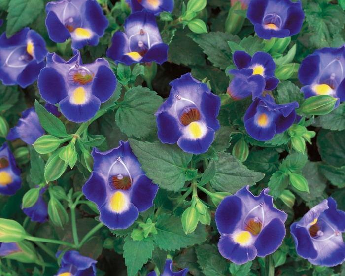 Catalina&reg; ''Midnight Blue'' - Torenia (Wishbone Flower) from Milmont Greenhouses