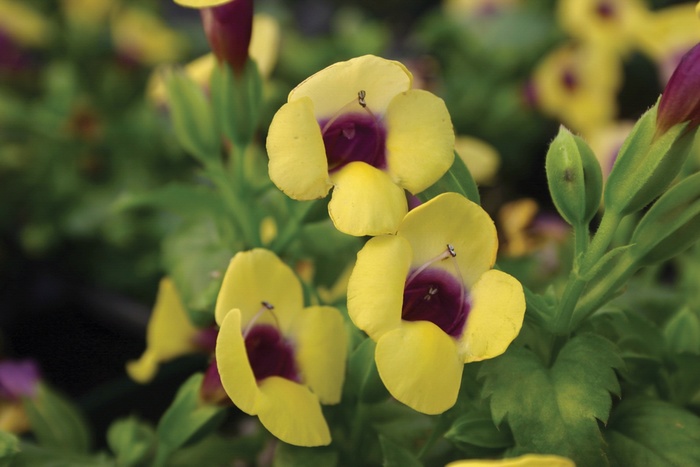 Catalina&reg; 'Gilded Grape&reg;' - Torenia (Wishbone Flower) from Milmont Greenhouses