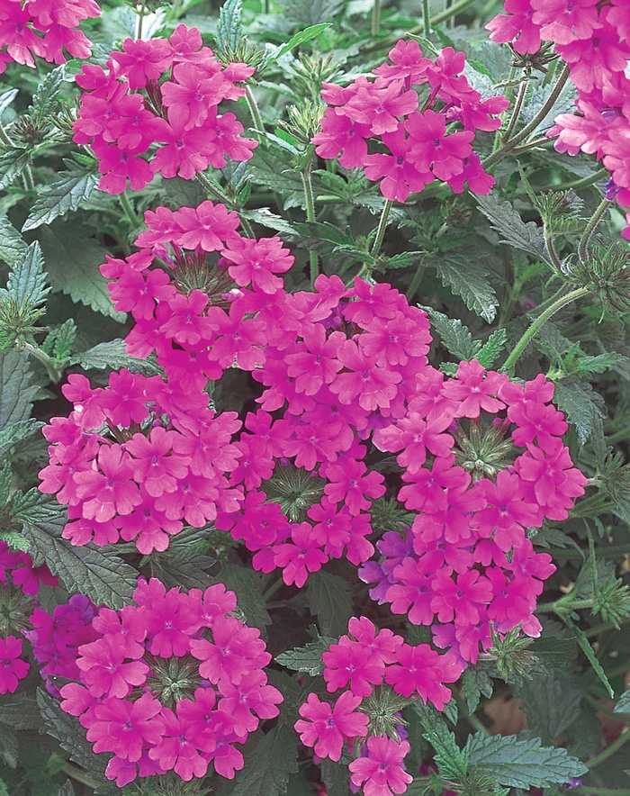 Superbena&reg; ''Pink Shades'' - Verbena from Milmont Greenhouses