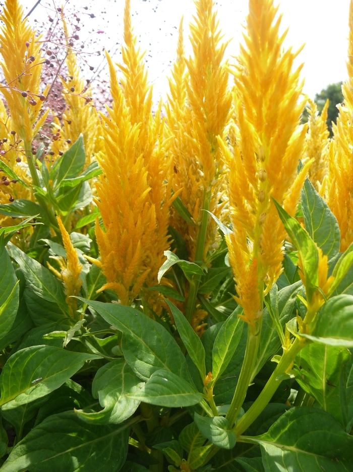 Fresh Look Yellow - Celosia argentea plumosa (Cockscomb) from Milmont Greenhouses