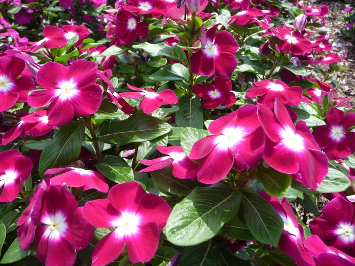 'Pacifica Burgundy Halo' Annual Vinca; Periwinkle - Catharanthus roseus from Milmont Greenhouses