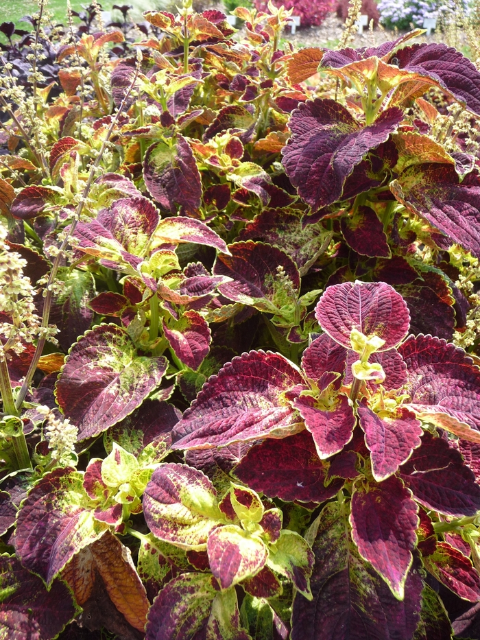 ColorBlaze&reg; ''Dipt in Wine'' - coleus scutellarioides from Milmont Greenhouses