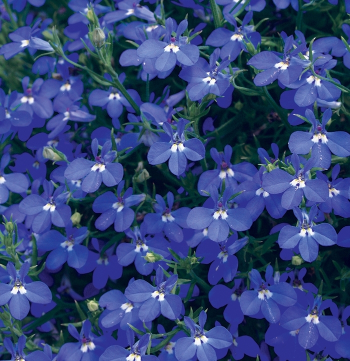 Laguna&reg; 'Dark Blue' - Lobelia erinus from Milmont Greenhouses