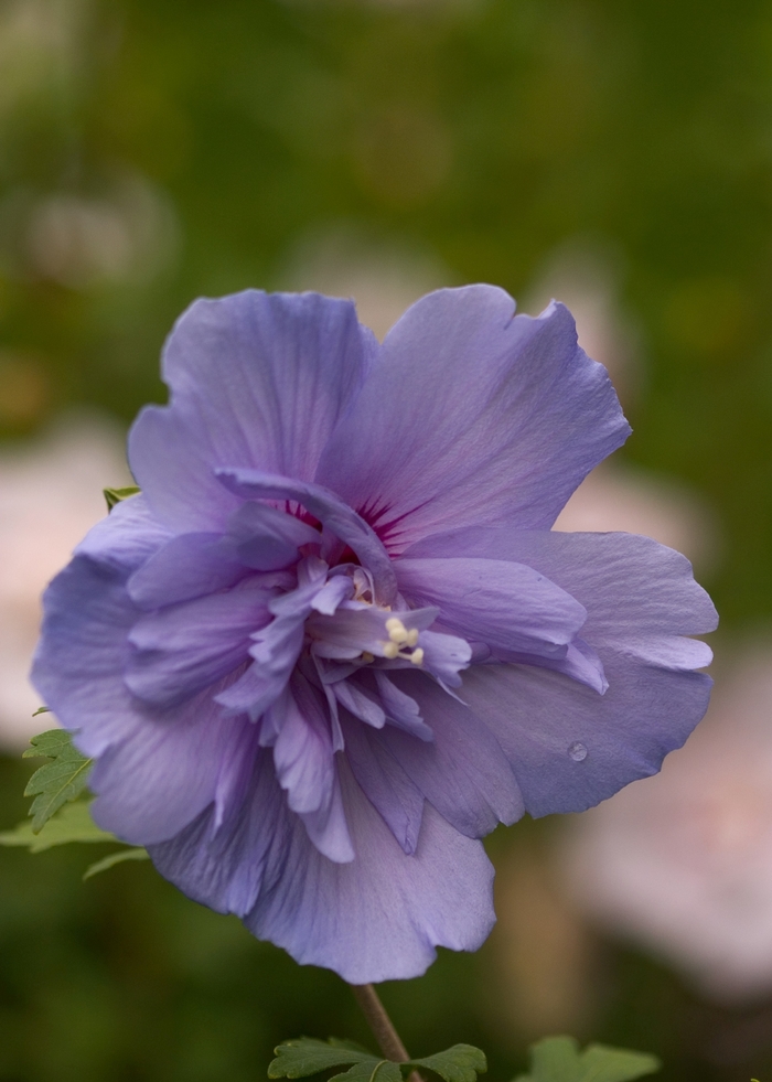 'Blue Chiffon&reg;' Rose of Sharon - Hibiscus syriacus from Milmont Greenhouses