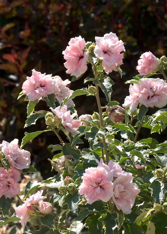 'Sugar Tip&reg;' Rose of Sharon - Hibiscus syriacus from Milmont Greenhouses