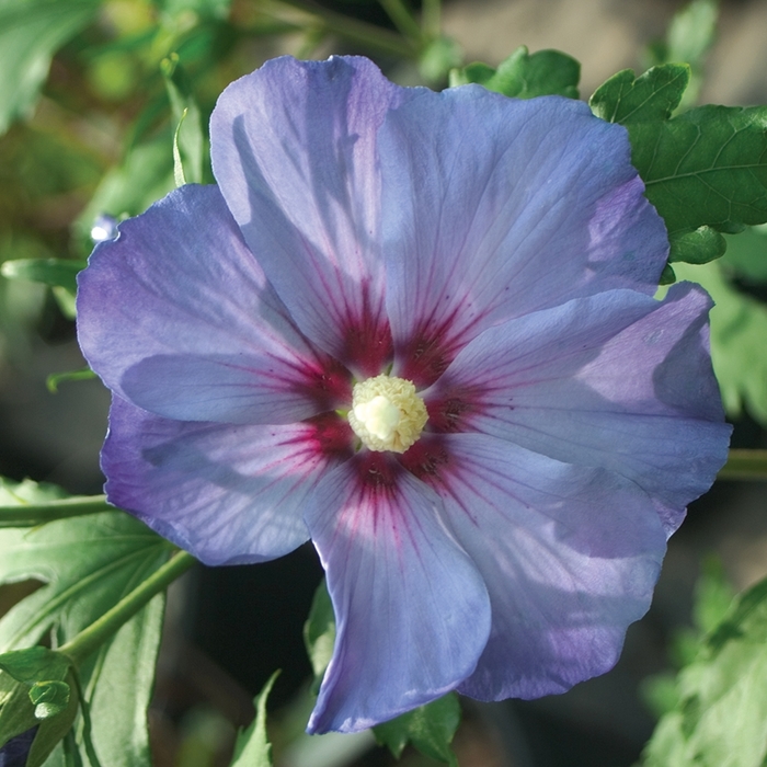 'Azurri Blue Satin&reg;' Rose of Sharon - Hibiscus syriacus from Milmont Greenhouses