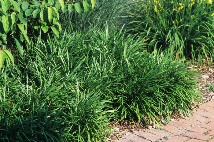 Creeping Lily-turf - Liriope spicata from Milmont Greenhouses