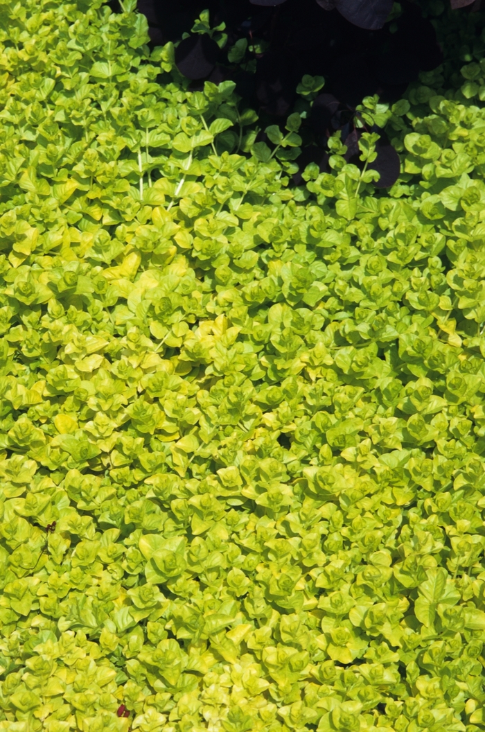 'Aurea' Yellow Creeping Jenny - Lysimachia nummularia from Milmont Greenhouses