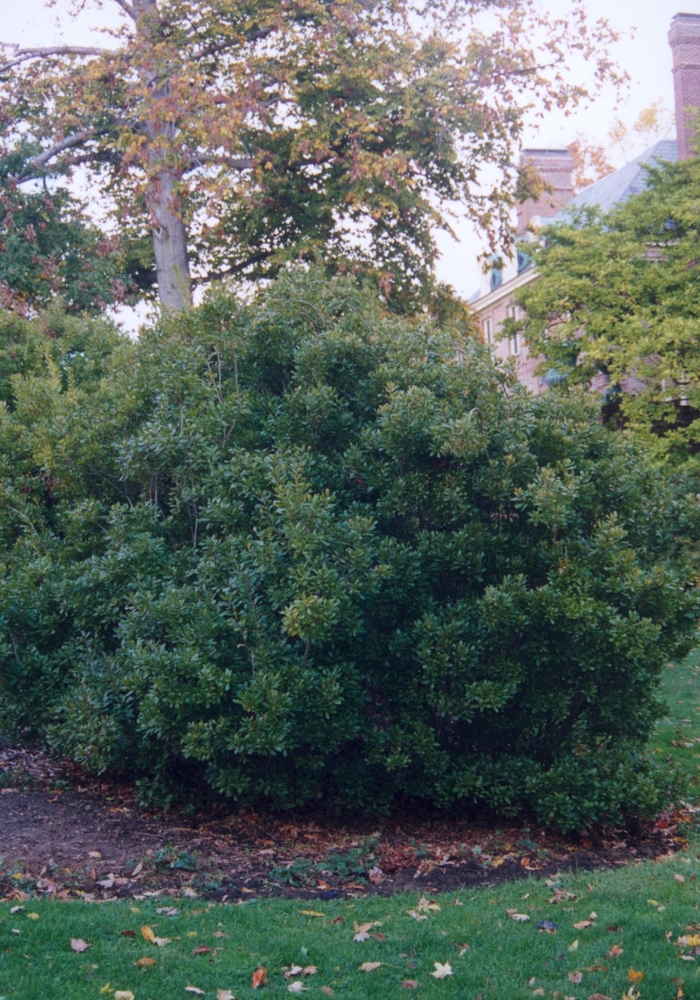 Northern Bayberry - Myrica pensylvanica from Milmont Greenhouses