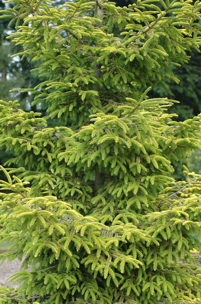 'Skylands' Caucasian Spruce - Picea orientalis from Milmont Greenhouses