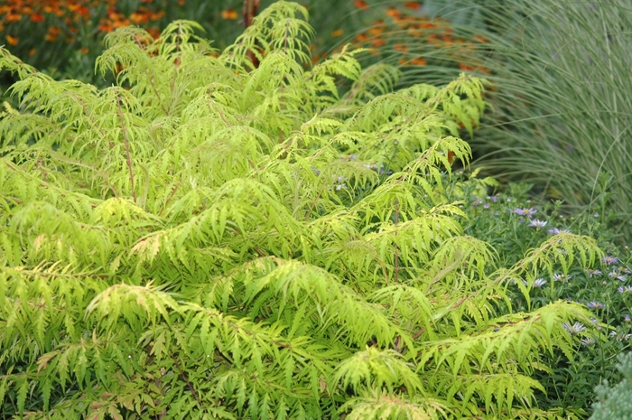 'Tiger Eyes&reg;' Cutleaf Staghorn Sumac - Rhus typhina from Milmont Greenhouses