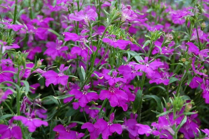 Techno&reg; Violet - Lobelia erinus from Milmont Greenhouses