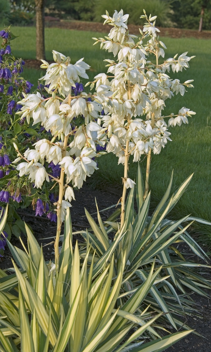 ''Color Guard'' Adam''s Needle - Yucca filamentosa from Milmont Greenhouses
