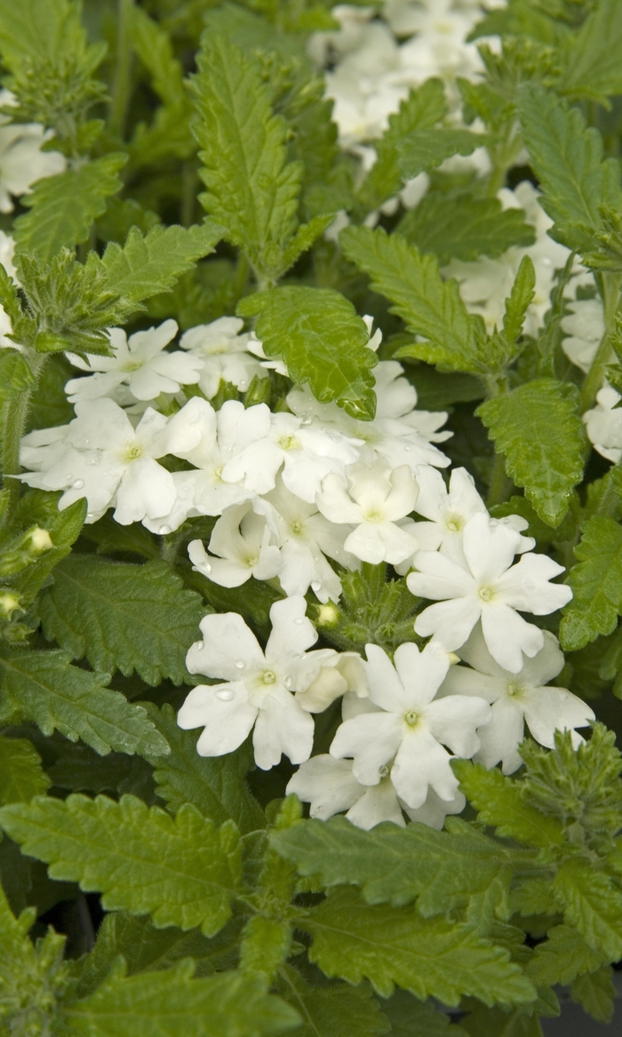 Obsession&trade; 'White' - Verbena from Milmont Greenhouses