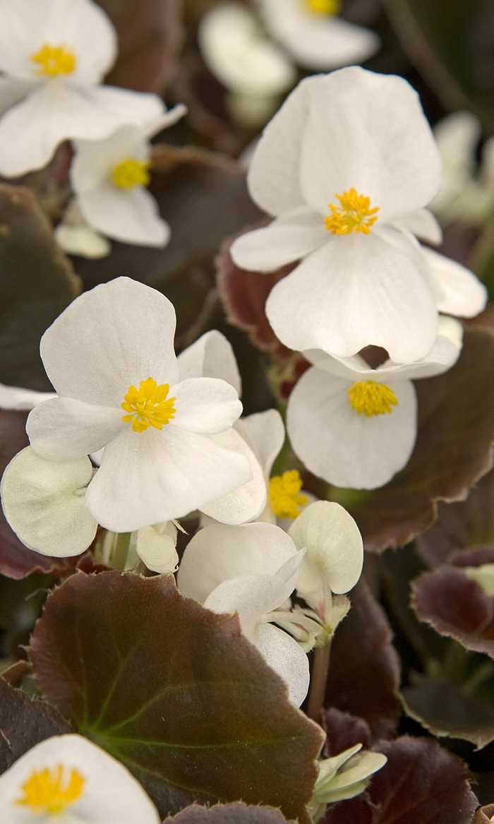 Cocktail&reg; Whiskey - Begonia semperflorens (Wax Begonia) from Milmont Greenhouses