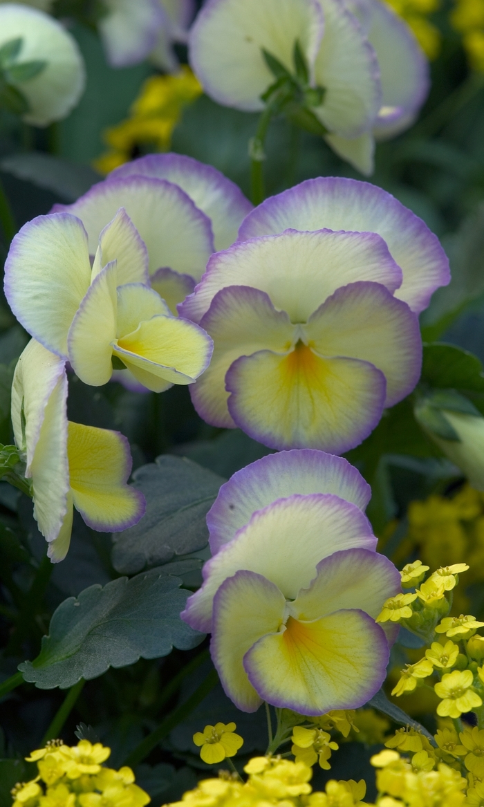 'Etain' Pansy - Viola cornuta from Milmont Greenhouses