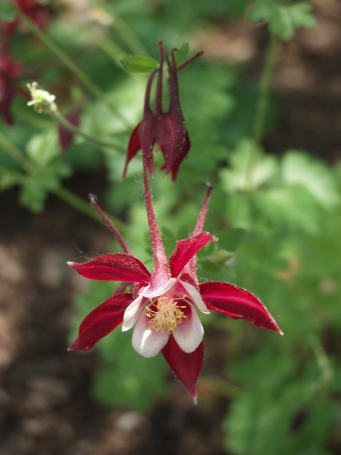 'Crimson Star' Columbine - Aquilegia from Milmont Greenhouses