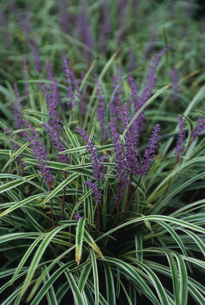 'Variegata' Variegated Liriope - Liriope muscari from Milmont Greenhouses