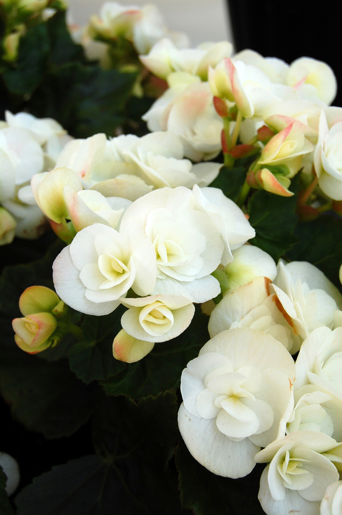 Amstel 'Clara' - Begonia x hiemalis (Rieger Begonia) from Milmont Greenhouses
