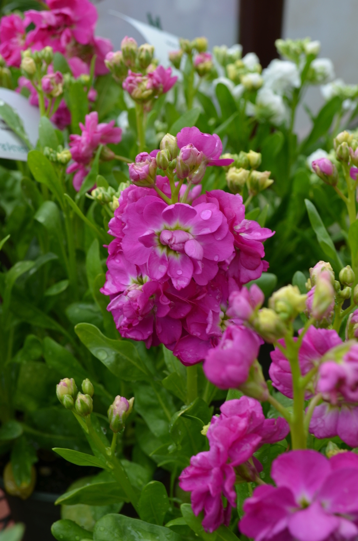 'Hot Cakes Hot Rose' Stock - Matthiola incana from Milmont Greenhouses
